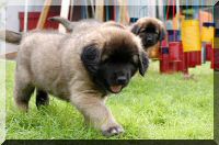 leonberger 069.jpg